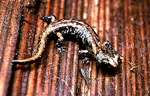 Juvenile Aneides ferreus