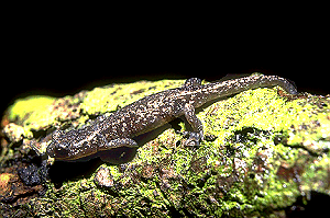 Aneides flavipunctatus niger