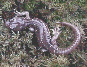 Arboreal salamander