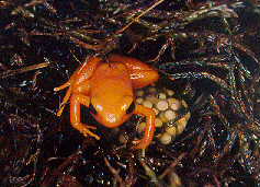 Mantella aurantiaca