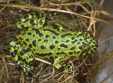 Pictures Of Oriental Fire-Bellied Toad - Free Oriental Fire-Bellied Toad pictures 