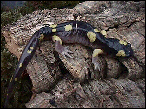 E.e.croceator