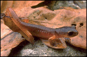 E.e.eschscholtzi