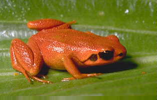 Mantella 'milotympanum'