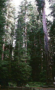 Coastal Redwoods