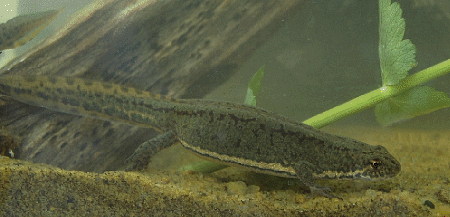 Aquatic egg-laying T.v.cilicensis