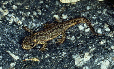 tvophryticus-juvenile.gif (129825 bytes)