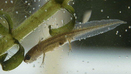 tvophryticus-larvae.gif (82654 bytes)